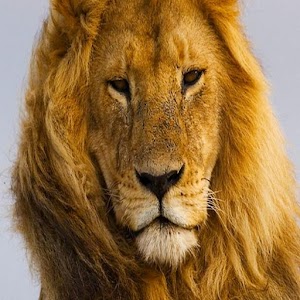Arabic Picture animals.apk 1.1