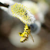 Honey bee ニホンミツバチ 日本蜜蜂