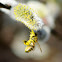 Honey bee ニホンミツバチ 日本蜜蜂