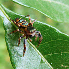 Golden and green jumping spider