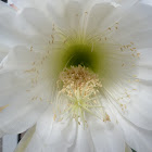 San Pedro cactus flower
