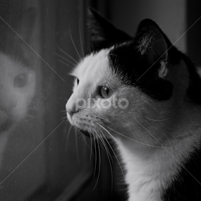 Reflections of Percy by Dallas Landriault - Animals - Cats Portraits