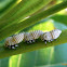 Treehopper nymphs