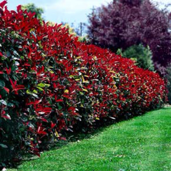 RedLeaf Photinia Project Noah