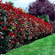 Red-Leaf Photinia