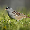 White-Crowned Sparrow (male)
