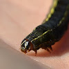 yellow-striped armyworm