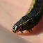 yellow-striped armyworm