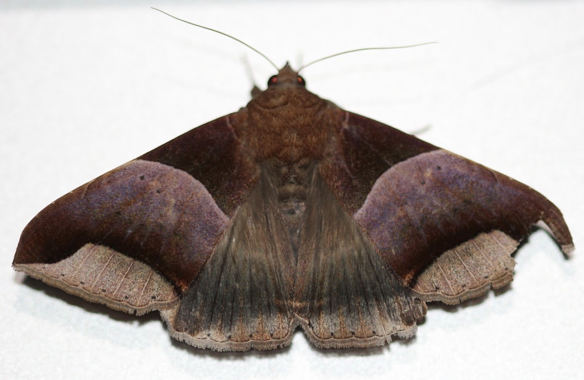 Echo Moth