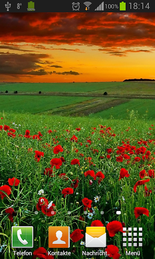 Poppies live wallpaper