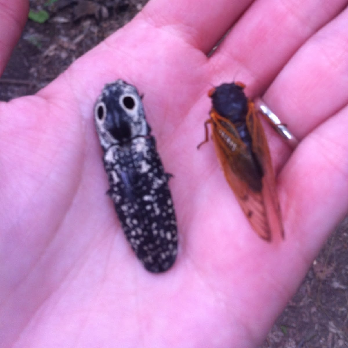 Eyed Click Beetle and Cicada