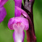 Orchis champagneuxii