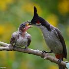 Red-whiskered Bulbul