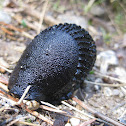 black slug; babosa común