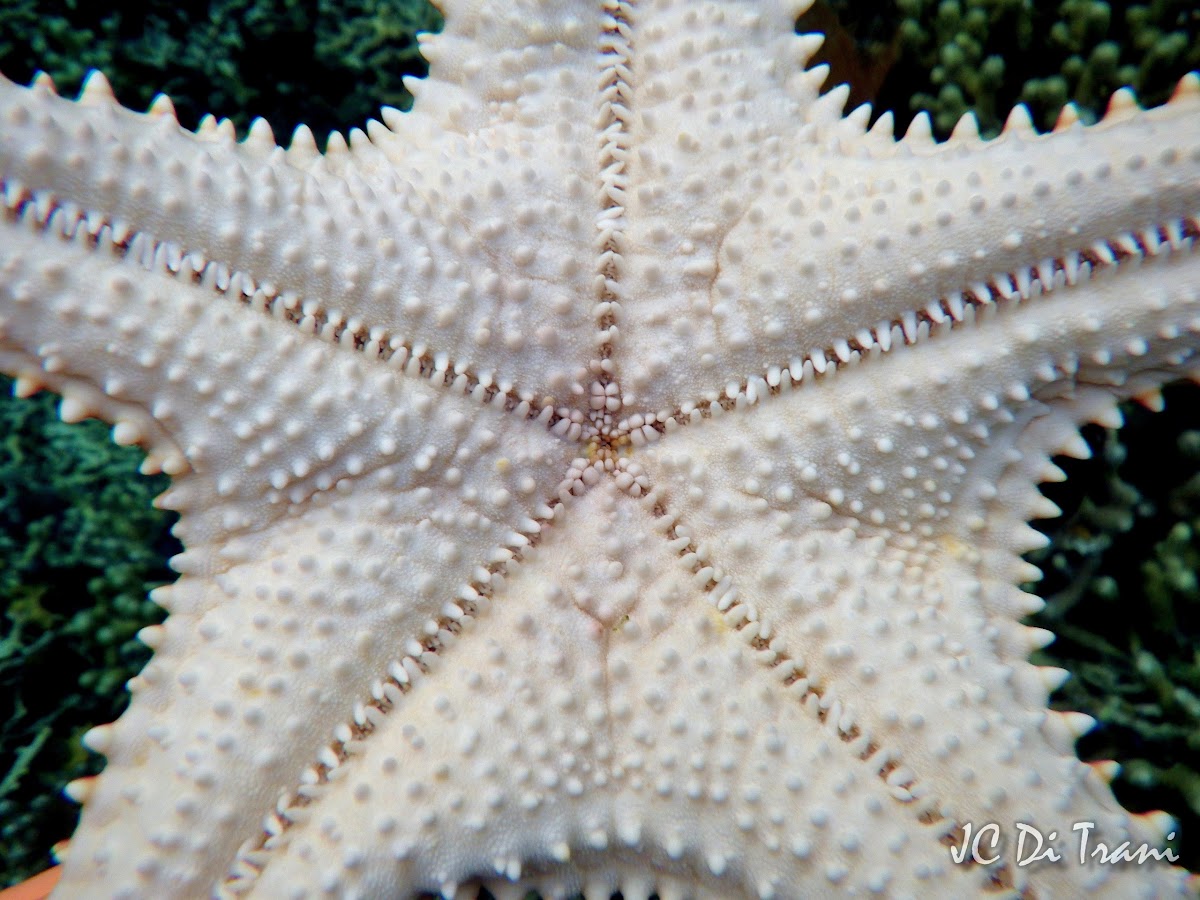 Cushion Sea Star (White)