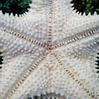 Cushion Sea Star (White)