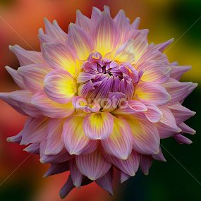 Dahlia by Carl Sieswono Purwanto - Flowers Single Flower