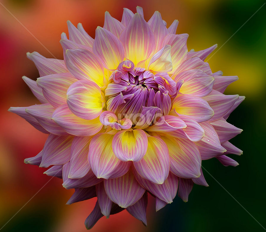 Dahlia by Carl Sieswono Purwanto - Flowers Single Flower