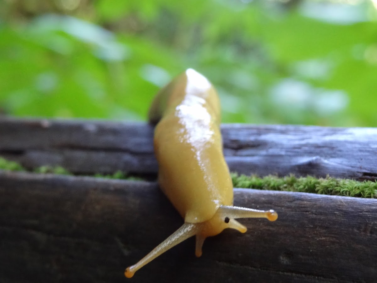 Bannana Slug