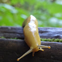 Bannana Slug