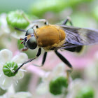 mustard syrphid fly