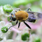 mustard syrphid fly