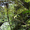 Tree fern or Monkey tail