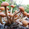 Ringless honey mushroom