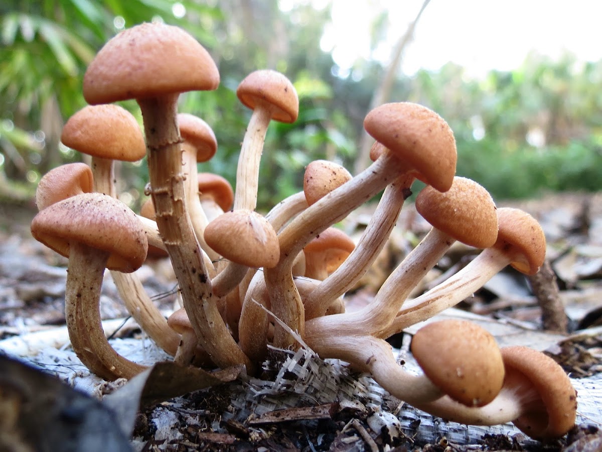 Ringless honey mushroom
