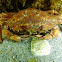 Mediterranean crab. Cangrejo mediterráneo