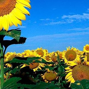 Download En Algún Lugar. APK for Android