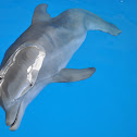 atlantic bottlenose dolphin