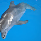atlantic bottlenose dolphin