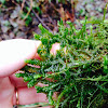 Tree ruffle liverwort