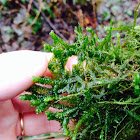 Tree ruffle liverwort