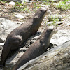 North American River Otter