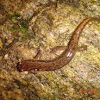 Four-Toed Salamander