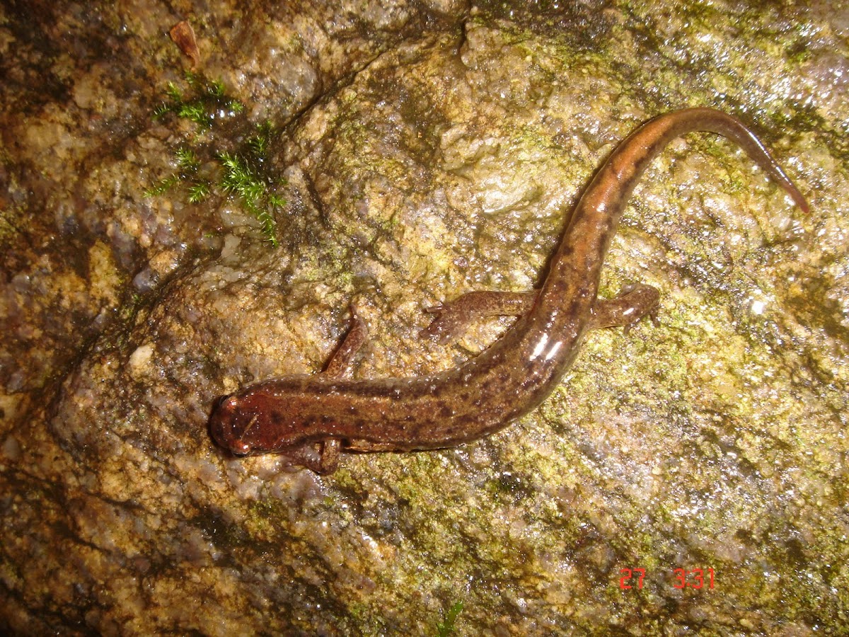 Four-Toed Salamander
