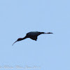 Glossy Ibis; Morito