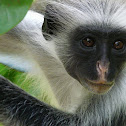 Colobus Monkey