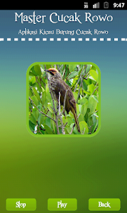 Lastest Straw-headed Bulbul APK for PC