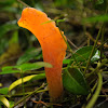 Apricot Jelly Fungus 