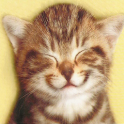 Tap Tap Kitty logo