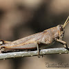 Gray Bird Grasshopper