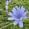 Chicory