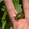 emerald fruit beetle ?