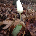 Bloodroot