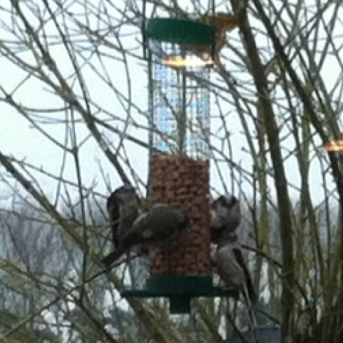 Long tailed tit