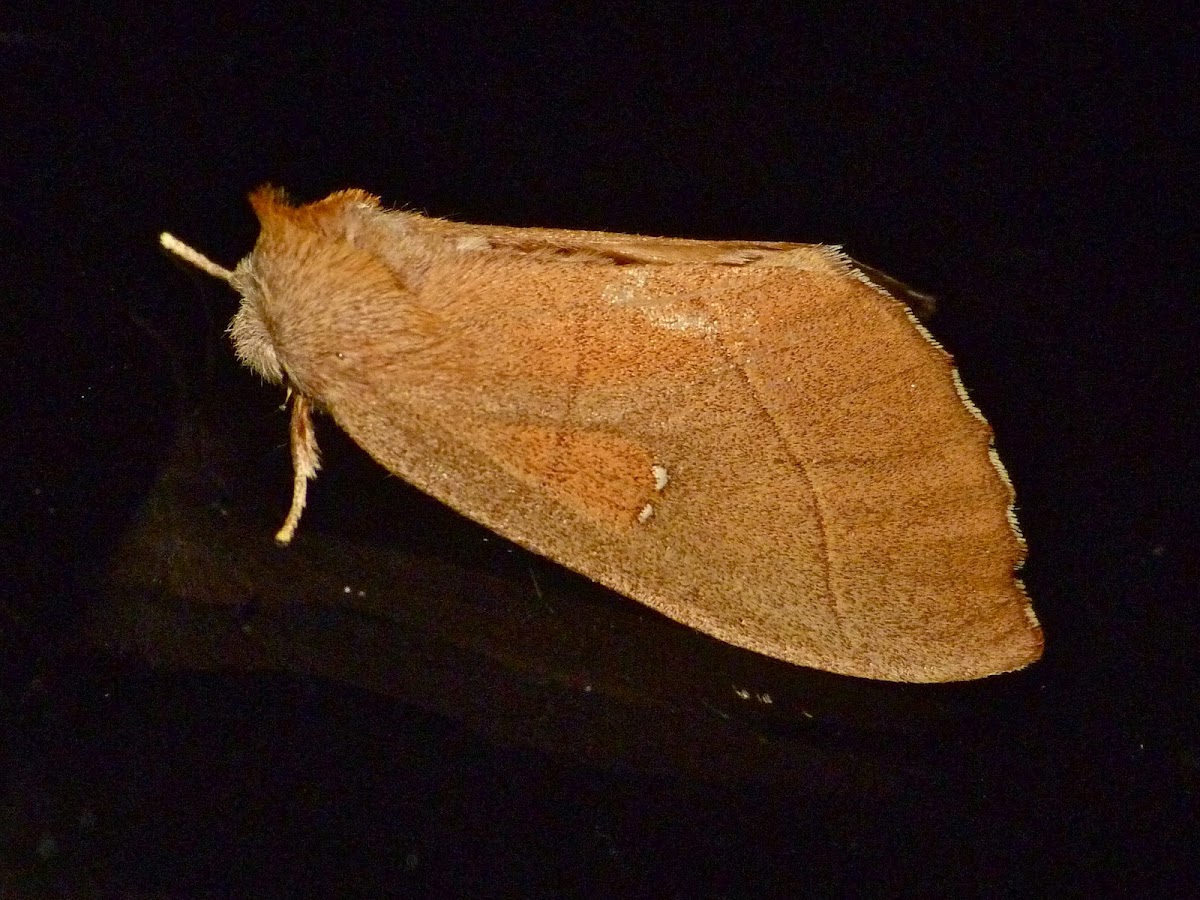 White-dotted prominent