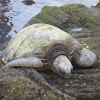 Sea Turtle